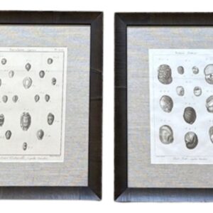 18th Century Pair of Sea Shell Prints, from Lamarck, 1790